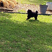 Bruce Wayne joined the competition — help win amazing prizes! animal, backyard, black_dog, daytime, dog, fence, garden, grass, happy, leaf, nature, outdoor, pet, plant, playful, potted_plant, running, small_dog, sunlight, yard