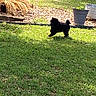 animal, backyard, black_dog, daytime, dog, fence, garden, grass, happy, leaf, nature, outdoor, pet, plant, playful, potted_plant, running, small_dog, sunlight, yard