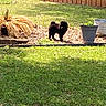 Bruce Wayne joined the competition — help win amazing prizes! animal, backyard, black_dog, canine, curious, daylight, dog, fence, garden, grass, greenery, nature, outdoor, pet, plant_pot, shrubbery, small_dog, standing, sunlight, yard