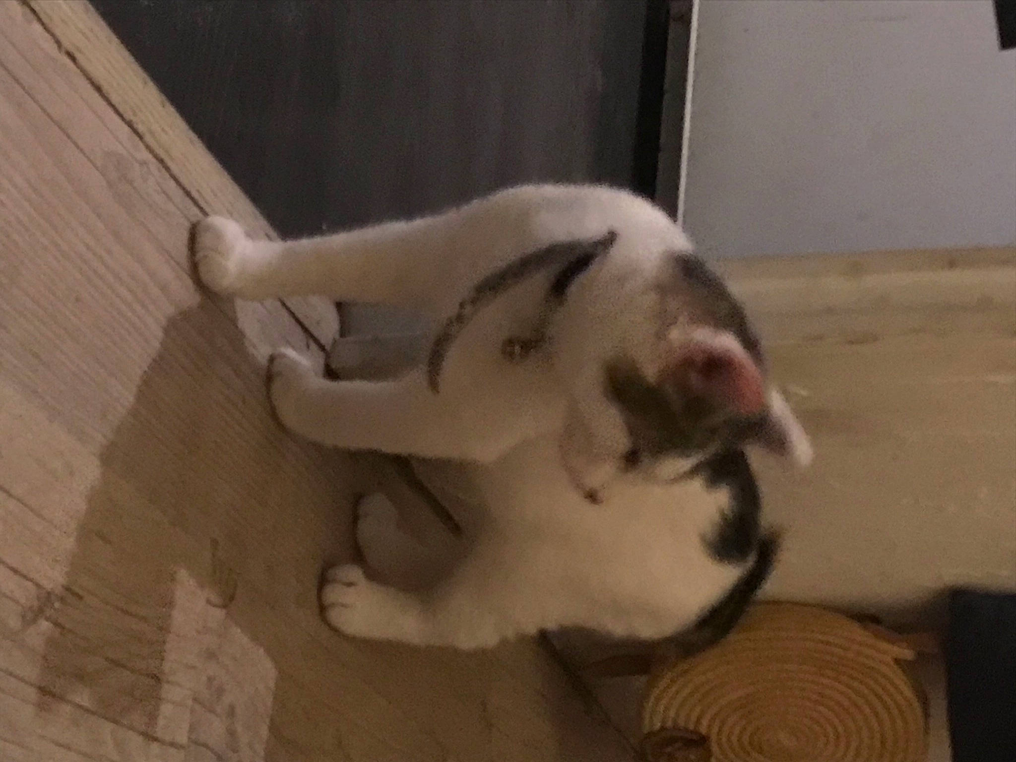 Queen participe au concours pour gagner de l'argent avec cette photo : canidae, carnivore, cat, comfort, companion_dog, dog_breed, domestic_short_haired_cat, felidae, flooring, fur, hardwood, nap, paw, pet_supply, small_to_medium_sized_cats, snout, sporting_group, tail, whiskers, wood