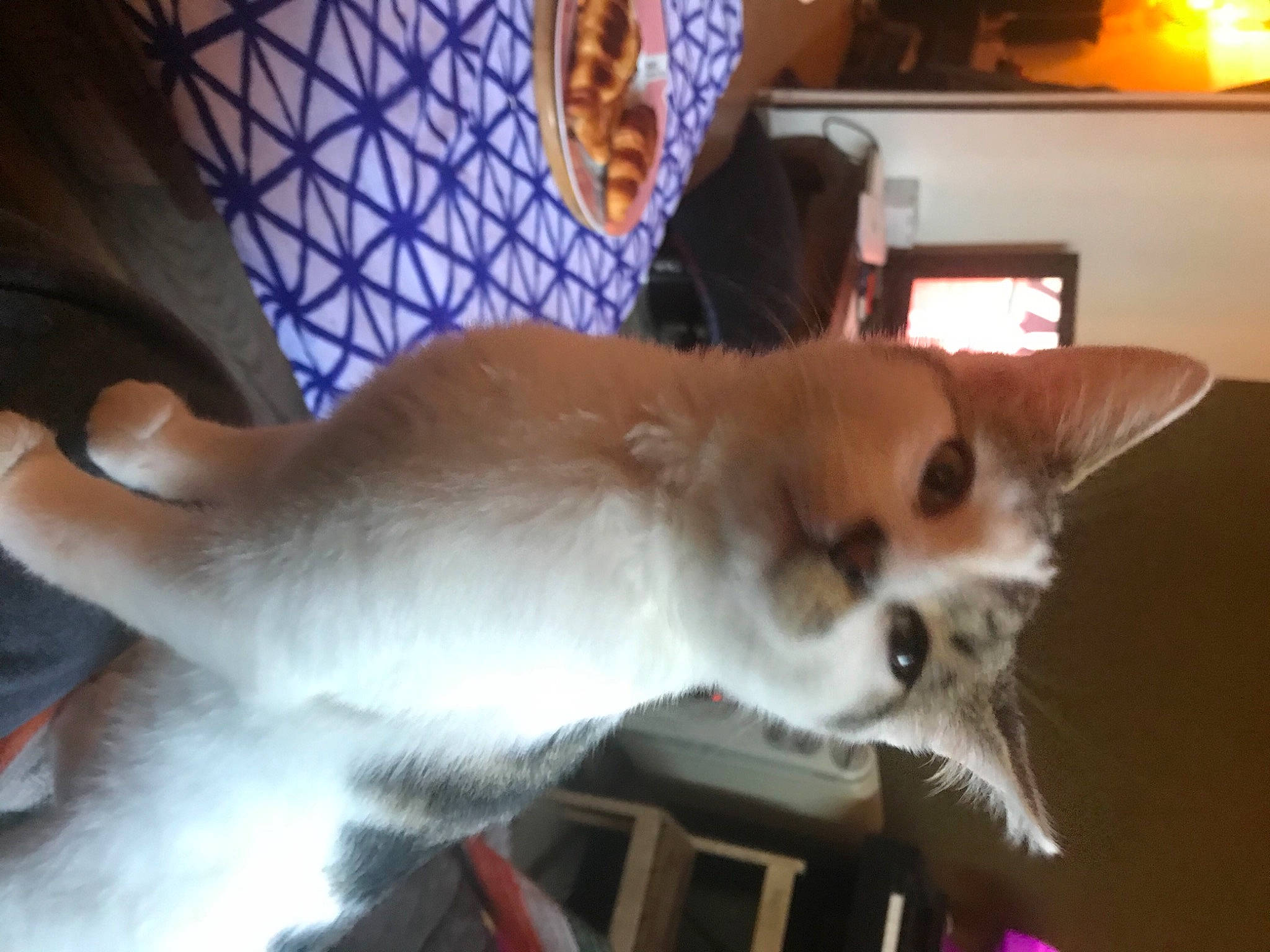 Jaja participe au concours pour gagner de l'argent avec cette photo : balinese, canidae, carnivore, cat, claw, companion_dog, dog_breed, domestic_short_haired_cat, fawn, felidae, fur, lamp, paw, small_to_medium_sized_cats, snout, tail, whiskers, wood