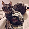 cat, tabby, hat, camouflage, clothing, pet, animal, feline, domestic_cat, cozy, blanket, indoor, cute, paw, resting, bedroom, curious, soft_light, closeup, mammal