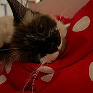 Emile is registered to the contest to win money with this photo: animal, cat, close_up, comfort, cozy, cute, domestic, face, feline, fluffy, indoor, lying_down, pet, polka_dot, red_blanket, resting, sleepy, soft, warm, whiskers