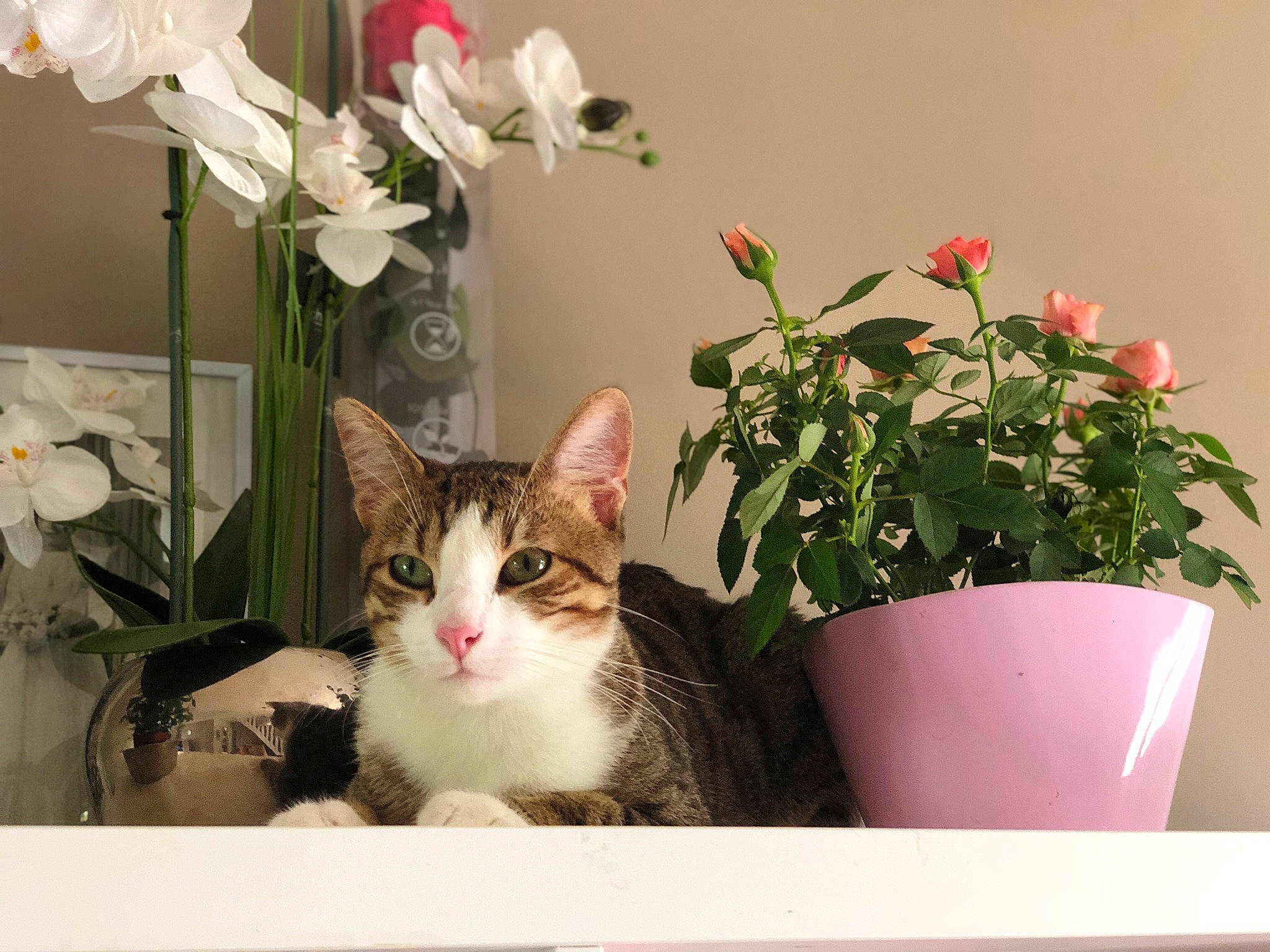 Peuffy participe au concours pour gagner de l'argent avec cette photo : annual_plant, artificial_flower, carnivore, cat, domestic_short_haired_cat, felidae, floral_design, flower, flower_arranging, flowering_plant, flowerpot, herbaceous_plant, houseplant, petal, plant, room, small_to_medium_sized_cats, whiskers, white, window