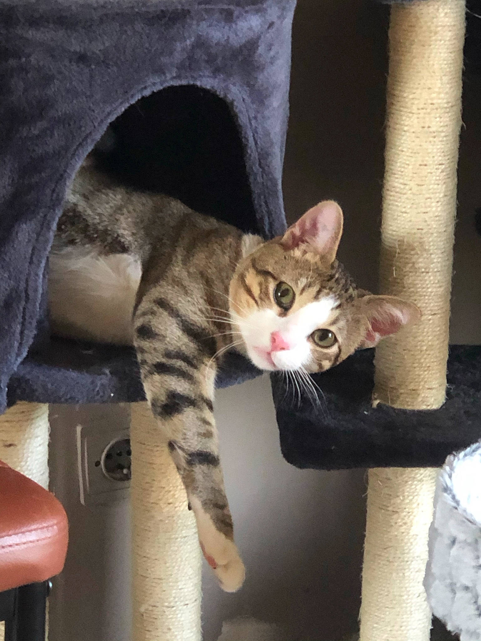 Peuffy a rejoint le concours — aidez-le/la à gagner de superbes lots ! carnivore, cat, claw, comfort, domestic_short_haired_cat, door, felidae, fur, paw, sitting, small_to_medium_sized_cats, snout, tail, whiskers