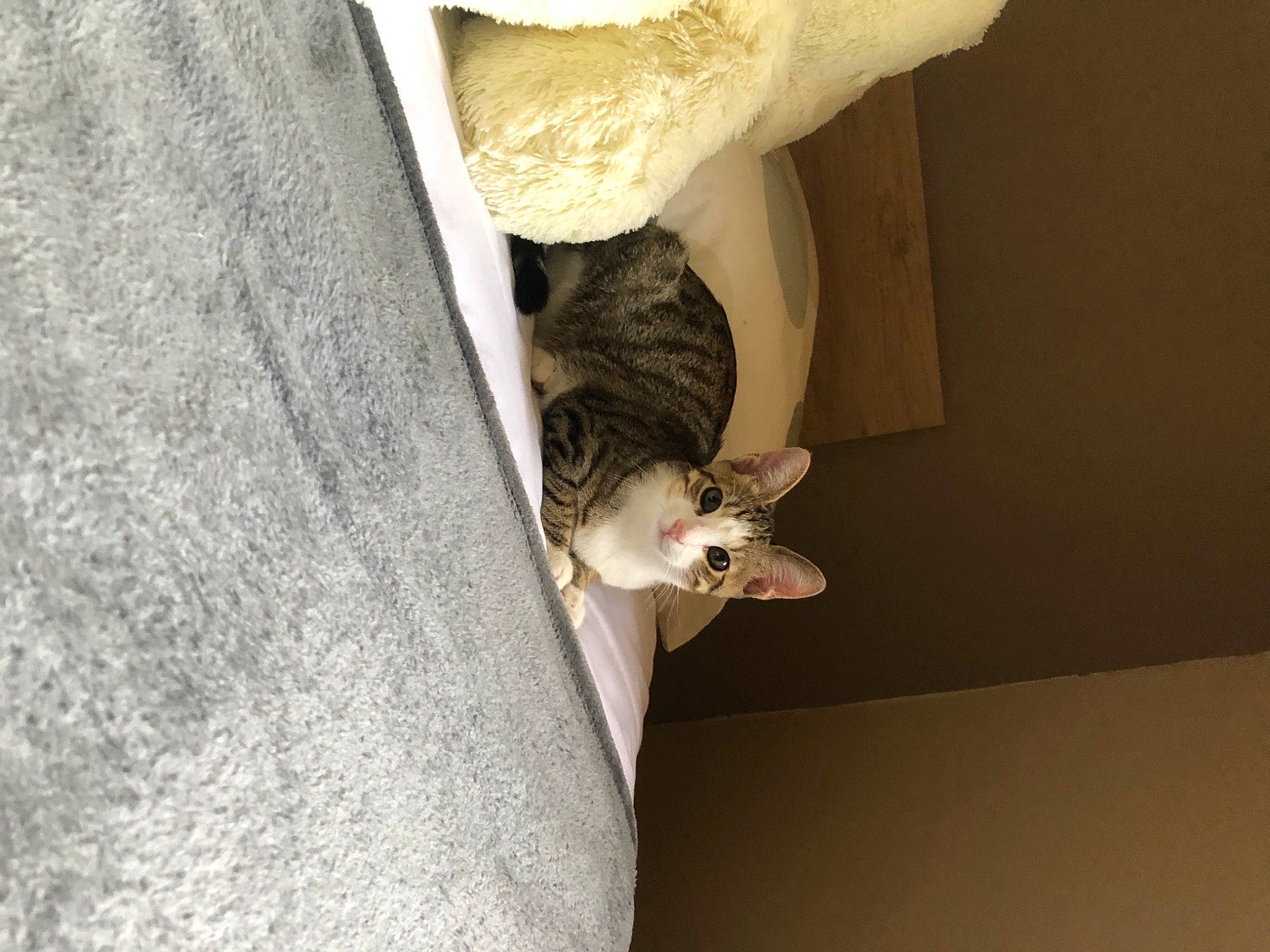 Peuffy participe au concours pour gagner de l'argent avec cette photo : carnivore, cat, ceiling, comfort, domestic_short_haired_cat, fawn, felidae, flooring, formal_wear, fur, grey, hardwood, linens, plant, small_to_medium_sized_cats, tail, tree, trunk, whiskers, wood