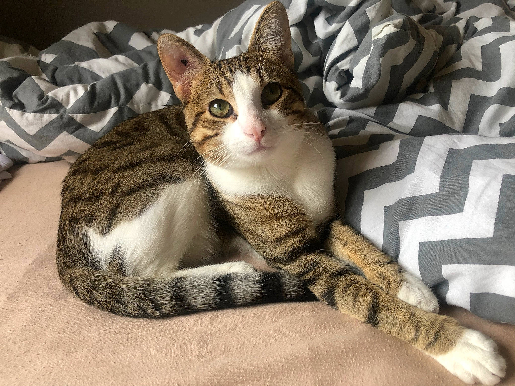 Peuffy participe au concours pour gagner de l'argent avec cette photo : carnivore, cat, claw, comfort, domestic_short_haired_cat, felidae, fur, grey, paw, sitting, small_to_medium_sized_cats, snout, tail, whiskers