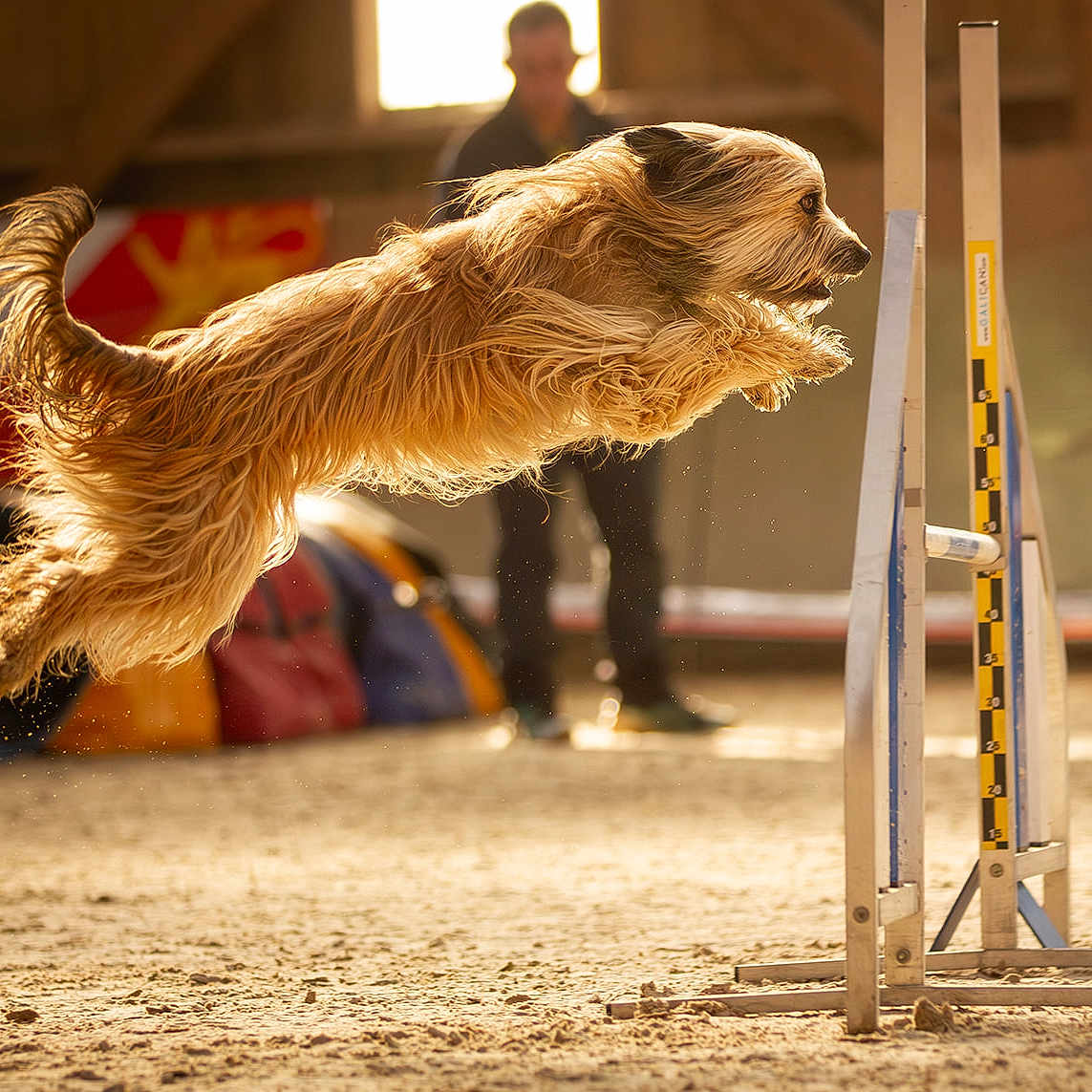 Taranne participe au concours pour gagner de l'argent avec cette photo : adult, airedale, animal, canine, cockerspaniel, dog, face, goldenretriever, head, hound, male, man, outdoorplayarea, outdoors, papillon, person, pet, playarea, puppy, terrier