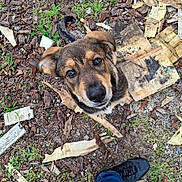 Léon participe au concours pour gagner de l'argent avec cette photo : puppy, dog, outdoor, grass, dirt, wood, bark, feet, shoes, jeans, curious, looking_up, brown, black, cute, pet, animal, nature, ground, closeup
