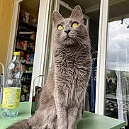 Tim participe au concours pour gagner de l'argent avec cette photo : cat, gray_cat, fluffy, yellow_eyes, indoor, table, glass_bottle, door, window, curtains, pantry, sitting, feline, pet, whiskers, tail, domestic_animal, house, furniture, curious