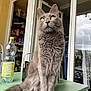 cat, gray_cat, fluffy, yellow_eyes, indoor, table, glass_bottle, door, window, curtains, pantry, sitting, feline, pet, whiskers, tail, domestic_animal, house, furniture, curious