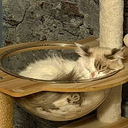 Mya participe au concours pour gagner de l'argent avec cette photo : animal, bubble_hammock, cat, cat_tree, cozy, cute, feline, fluffy, fur, indoor, napping, paw, pet, relaxed, resting, rope, sleeping, stone_wall, transparent, wood