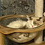 animal, bubble_hammock, cat, cat_tree, cozy, cute, feline, fluffy, fur, indoor, napping, paw, pet, relaxed, resting, rope, sleeping, stone_wall, transparent, wood