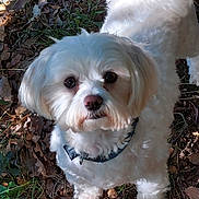 Ugo a rejoint le concours — aidez-le/la à gagner de superbes lots ! dog, white_dog, pet, animal, outdoor, forest_floor, leaves, grass, sunlight, fur, collar, curious, portrait, nature, close_up, mammal, canine, cute, small_dog, fluffy