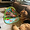 Teddy is registered to the contest to win money with this photo: baby, play_mat, dog, german_shepherd, couch, car_seat, indoor, floor, rug, toy, child, pet, animal, furniture, home, living_room, blanket, person, comfort, curious