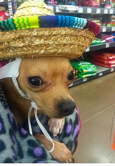 Twinki joined the competition — help win amazing prizes! canidae, carnivore, chihuahua, companion_dog, dog, dog_breed, fashion_accessory, fawn, hat, headgear, nose, party_supply, puppy, snout, sombrero, sporting_group, toy_dog