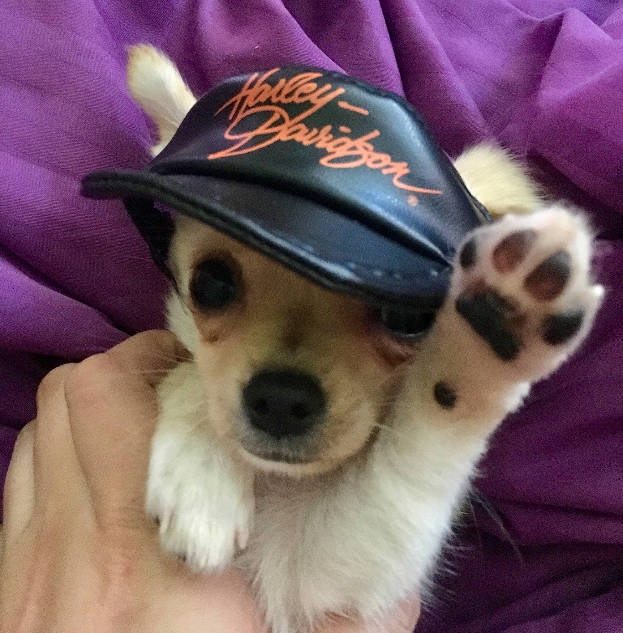 Bunny is registered to the contest to win money with this photo: canidae, carnivore, companion_dog, cool, dog, dog_breed, fashion_accessory, hat, headgear, nose, paw, puppy, puppy_love, rat_terrier, snout