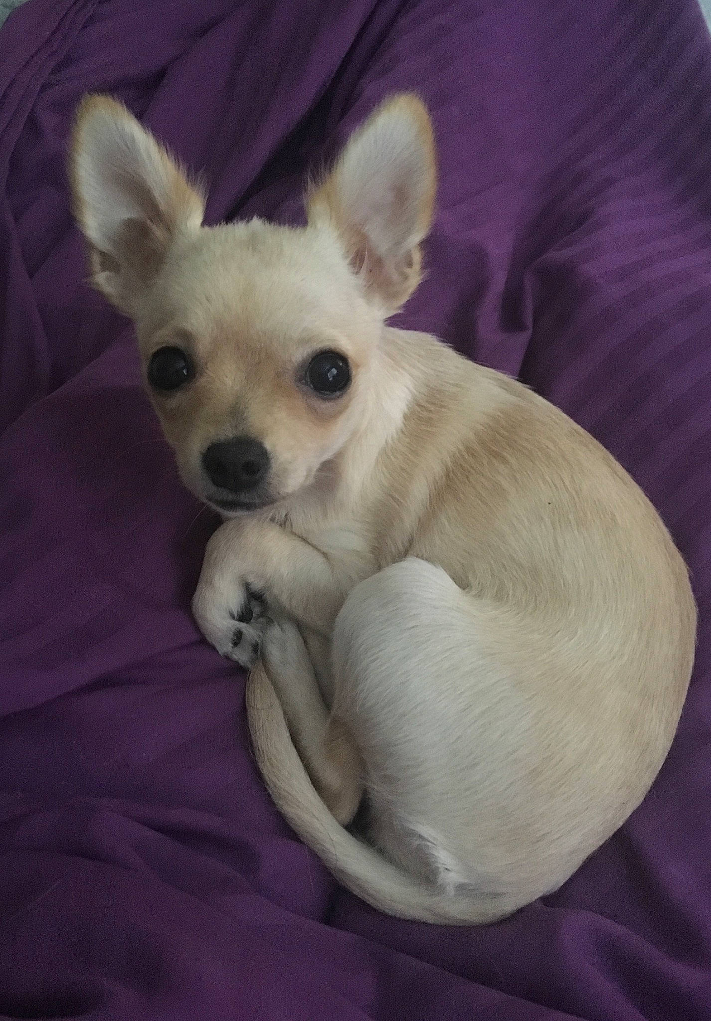 Bunny is registered to the contest to win money with this photo: canidae, carnivore, chihuahua, companion_dog, dog, dog_breed, ear, eye, fawn, mammal, puppy, skin, snout, sporting_group, toy_dog, vertebrate, whiskers
