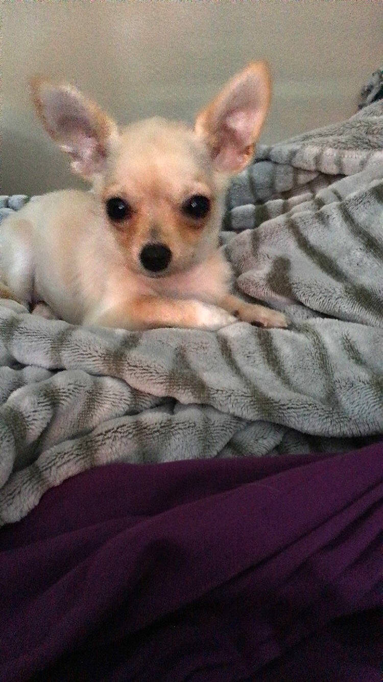 Bunny is registered to the contest to win money with this photo: canidae, carnivore, chihuahua, companion_dog, corgi_chihuahua, dog, dog_breed, fawn, mammal, puppy, russkiy_toy, skin, snout, toy_dog, vertebrate, whiskers