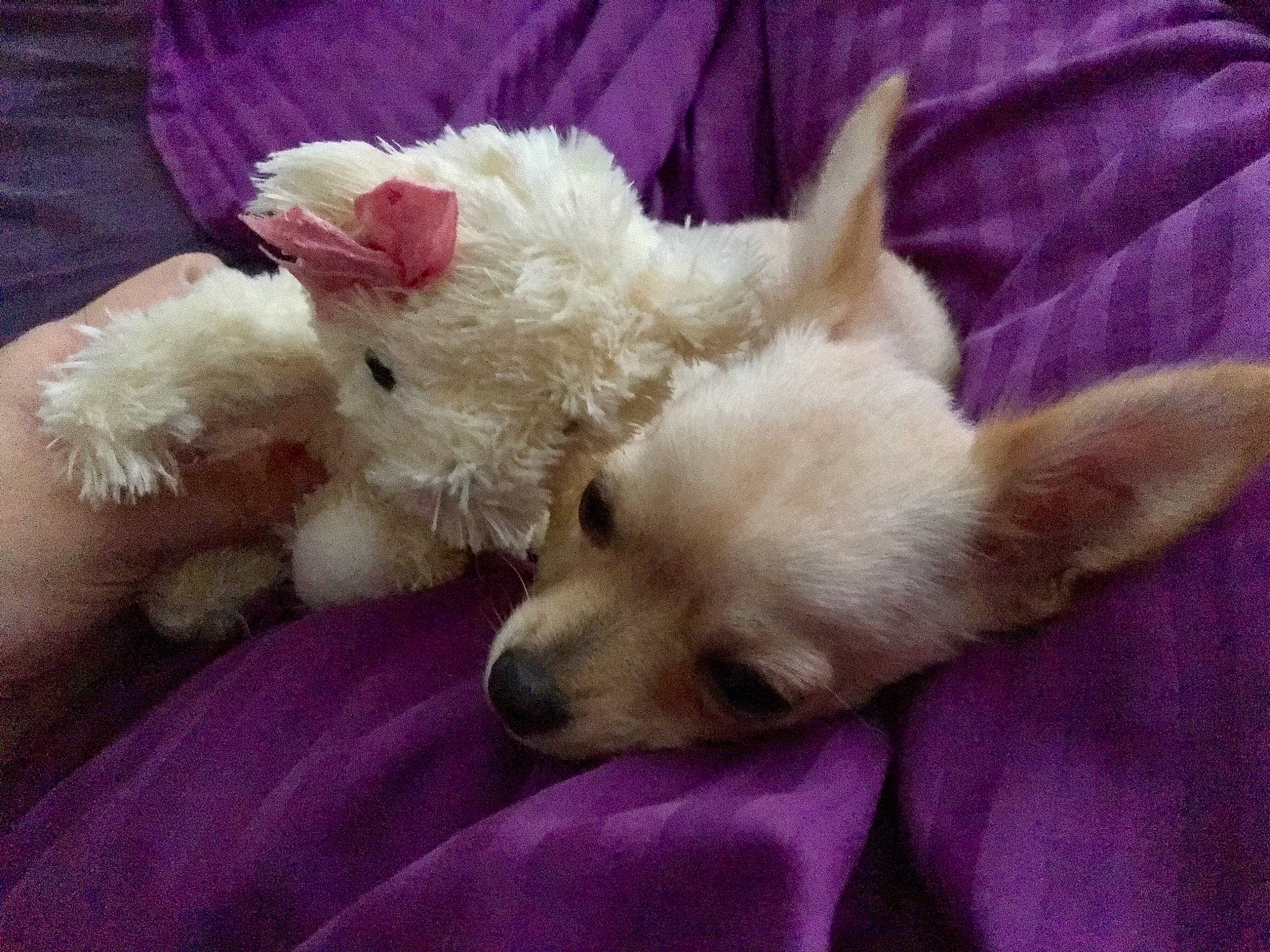 Bunny is registered to the contest to win money with this photo: canidae, carnivore, companion_dog, dog, dog_breed, ear, fawn, glen_of_imaal_terrier, maltepoo, mammal, nap, non_sporting_group, puppy, puppy_love, schnoodle, sleep, toy_dog, vertebrate, west_highland_white_terrier