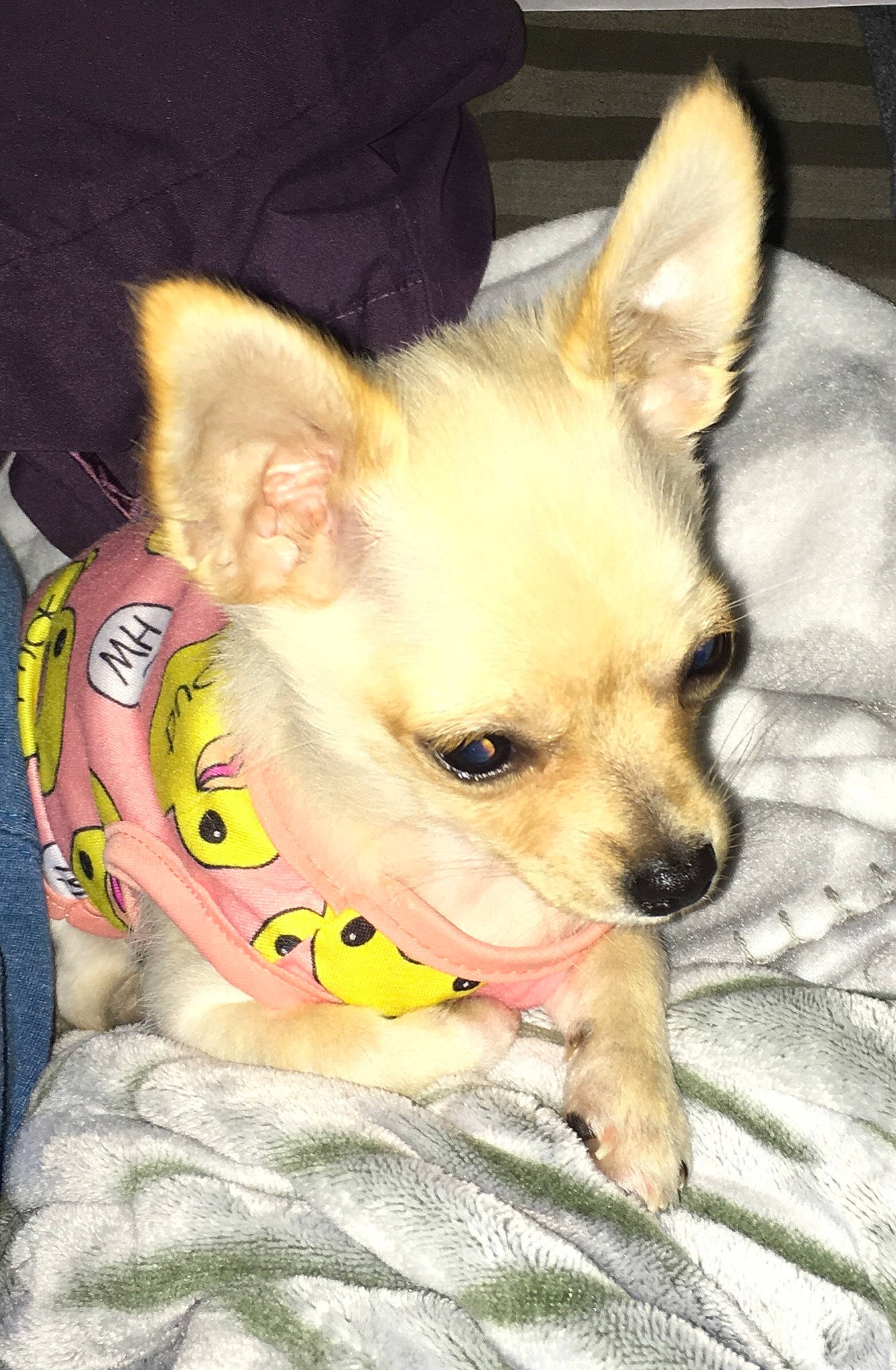 Bunny is registered to the contest to win money with this photo: canidae, carnivore, chihuahua, companion_dog, corgi_chihuahua, dog, dog_breed, dog_clothes, ear, fawn, mammal, non_sporting_group, puppy, rare_breed_dog, snout, toy_dog, vertebrate