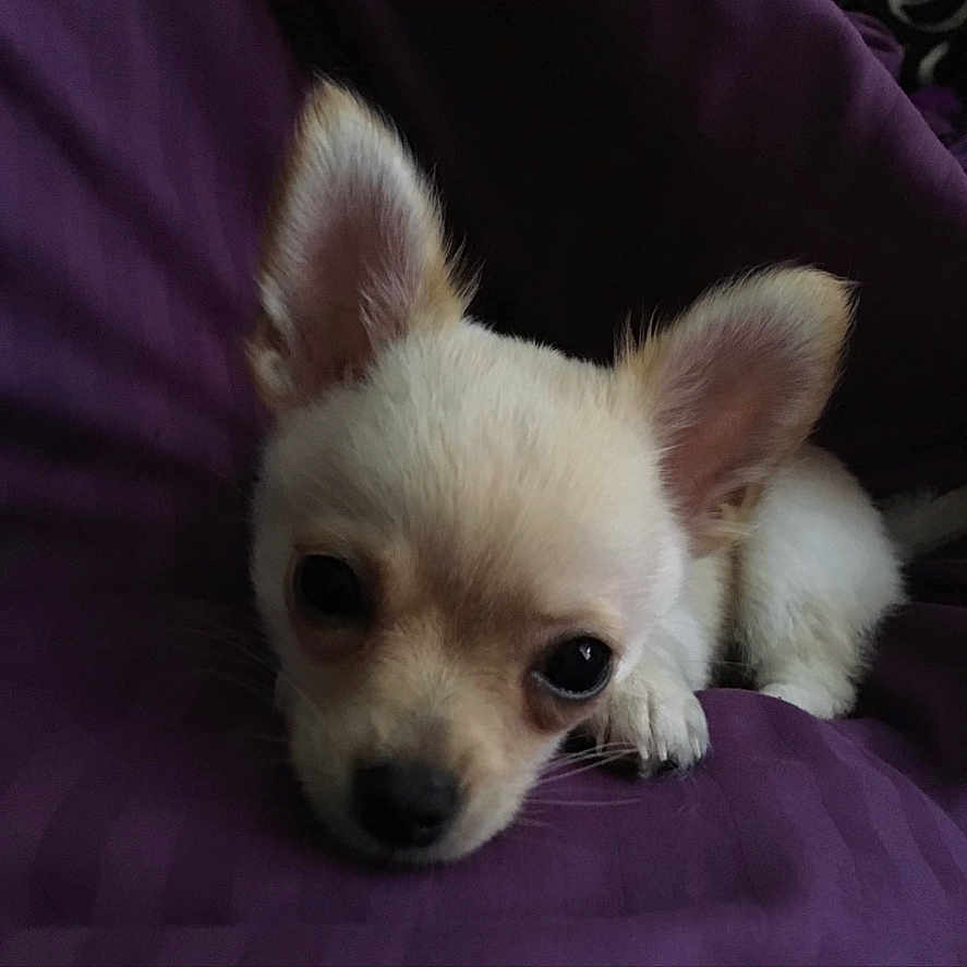 Snowball