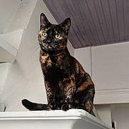 Vénus joined the competition — help win amazing prizes! cat, tortoiseshell, indoor, pet, animal, perched, white_ledge, curious, yellow_eyes, feline, kitchen, appliance, ceiling, wall, house, home, domestic, mammal, whiskers, portrait