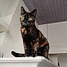animal, appliance, cat, ceiling, curious, domestic, feline, home, house, indoor, kitchen, mammal, perched, pet, portrait, tortoiseshell, wall, whiskers, white_ledge, yellow_eyes