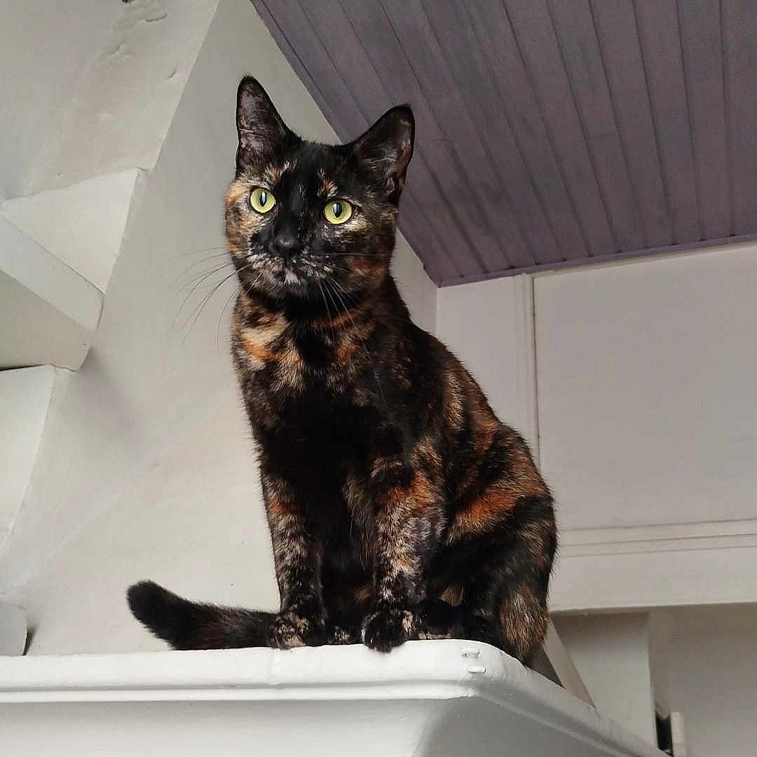 Vénus joined the competition — help win amazing prizes! cat, tortoiseshell, indoor, pet, animal, perched, white_ledge, curious, yellow_eyes, feline, kitchen, appliance, ceiling, wall, house, home, domestic, mammal, whiskers, portrait