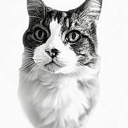 Boule participe au concours pour gagner de l'argent avec cette photo : cat, close_up, black_and_white, portrait, animal, feline, whiskers, face, ears, eyes, fur, soft_focus, pet, cute, domestic_animal, muzzle, looking, studio, isolated, monochrome