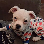 Keelah joined the competition — help win amazing prizes! puppy, dog, white_dog, pet, animal, portrait, close_up, face, eyes, ears, nose, pajamas, clothing, fruit_pattern, colorful, couch, blanket, indoor, cute, sitting