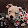 puppy, dog, white_dog, pet, animal, portrait, close_up, face, eyes, ears, nose, pajamas, clothing, fruit_pattern, colorful, couch, blanket, indoor, cute, sitting