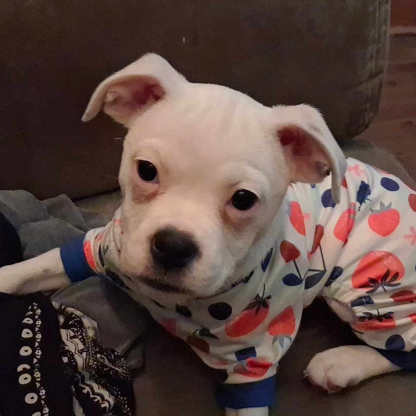 Keelah joined the competition — help win amazing prizes! puppy, dog, white_dog, pet, animal, portrait, close_up, face, eyes, ears, nose, pajamas, clothing, fruit_pattern, colorful, couch, blanket, indoor, cute, sitting