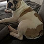 french_bulldog, dog, pet, indoor, couch, blanket, brown, white, short_hair, curious, relaxed, paw, ears, face, looking_back, home, floor, rug, furniture, cozy
