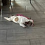 dog, puppy, french_bulldog, sleeping, floor, tile_floor, indoor, pet, animal, resting, pink_cloth, shadow, quiet, relaxed, cute, small_dog, lying_down, companion, home, cozy