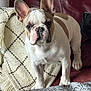 dog, french_bulldog, pet, indoor, blanket, couch, leather, fur, ears, face, animal, domestic_animal, looking, standing, portrait, cozy, home, cute, whiskers, front_paws