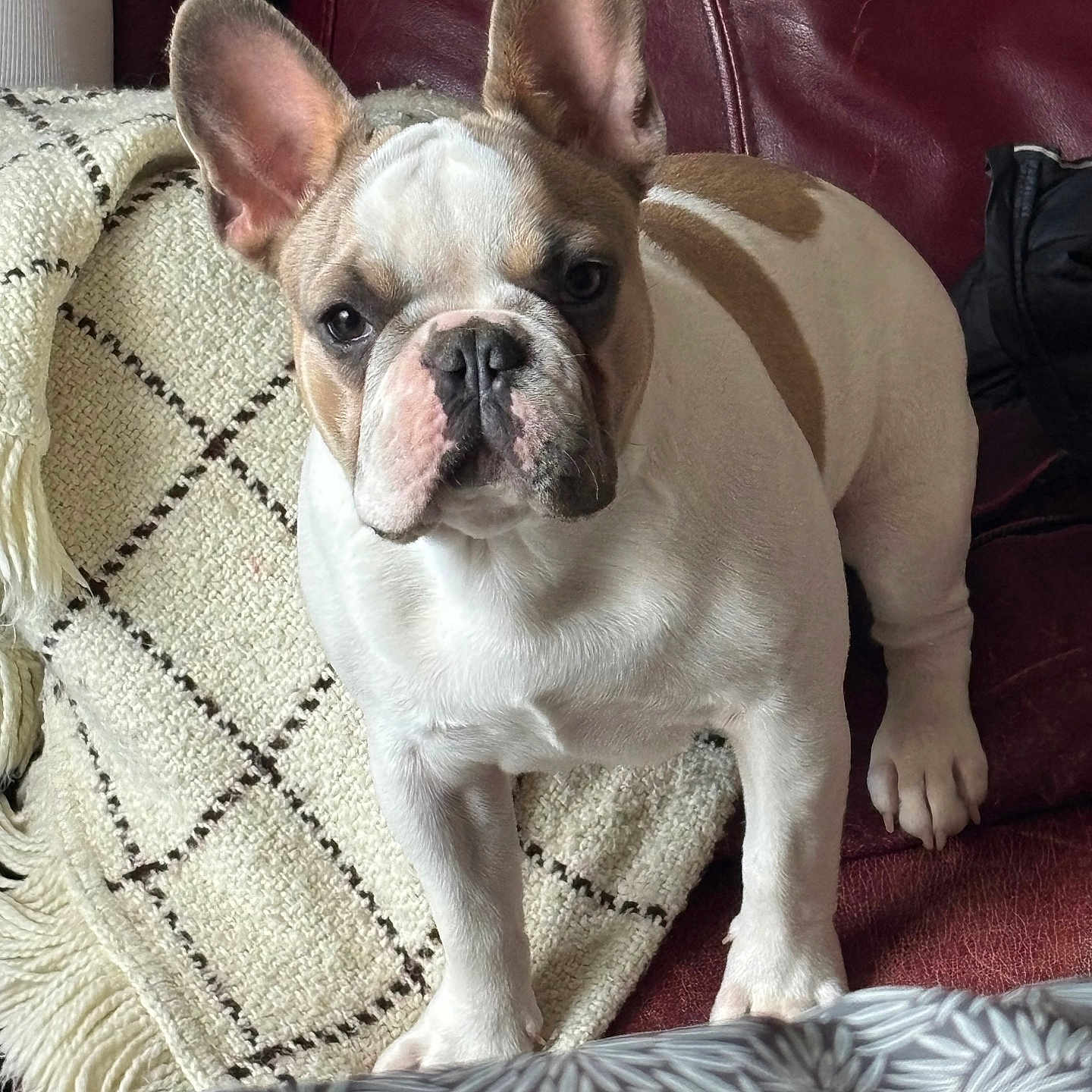 Aiko participe au concours pour gagner de l'argent avec cette photo : animal, blanket, couch, cozy, cute, dog, domestic_animal, ears, face, french_bulldog, front_paws, fur, home, indoor, leather, looking, pet, portrait, standing, whiskers