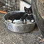 Luna joined the competition — help win amazing prizes! cat, black_cat, striped_cat, metal_basin, dirt_floor, animal, pet, feline, snuggling, resting, outdoor, cage, rustic, closeup, whiskers, ears, paws, relaxing, container, ground