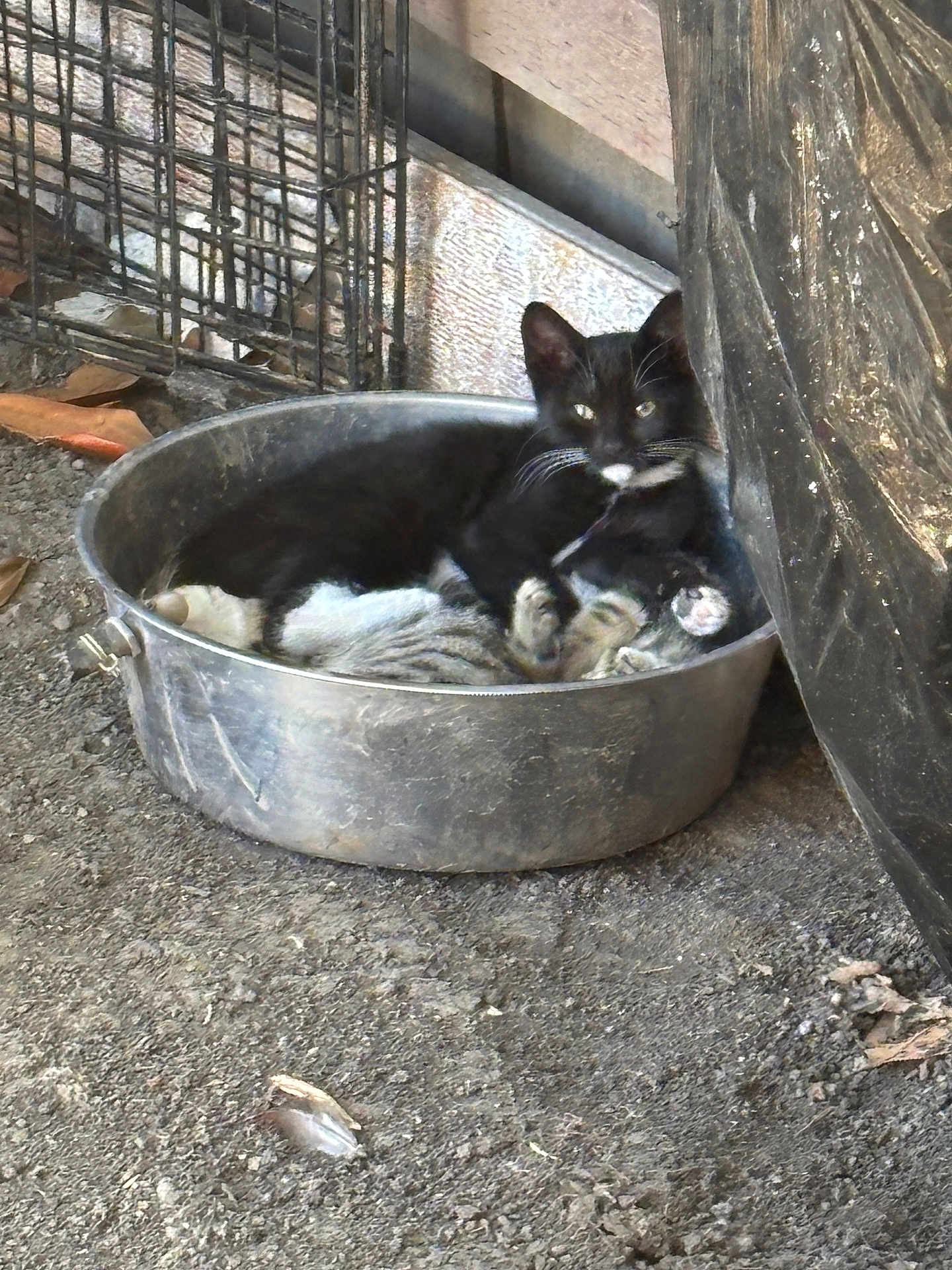 Luna joined the competition — help win amazing prizes! cat, black_cat, striped_cat, metal_basin, dirt_floor, animal, pet, feline, snuggling, resting, outdoor, cage, rustic, closeup, whiskers, ears, paws, relaxing, container, ground