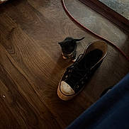Luna is registered to the contest to win money with this photo: kitten, cat, shoe, sneaker, wooden_floor, floor, indoor, cord, black_and_white, pet, small, animal, feline, flooring, cable, worn, domestic, cute, tiny, standing