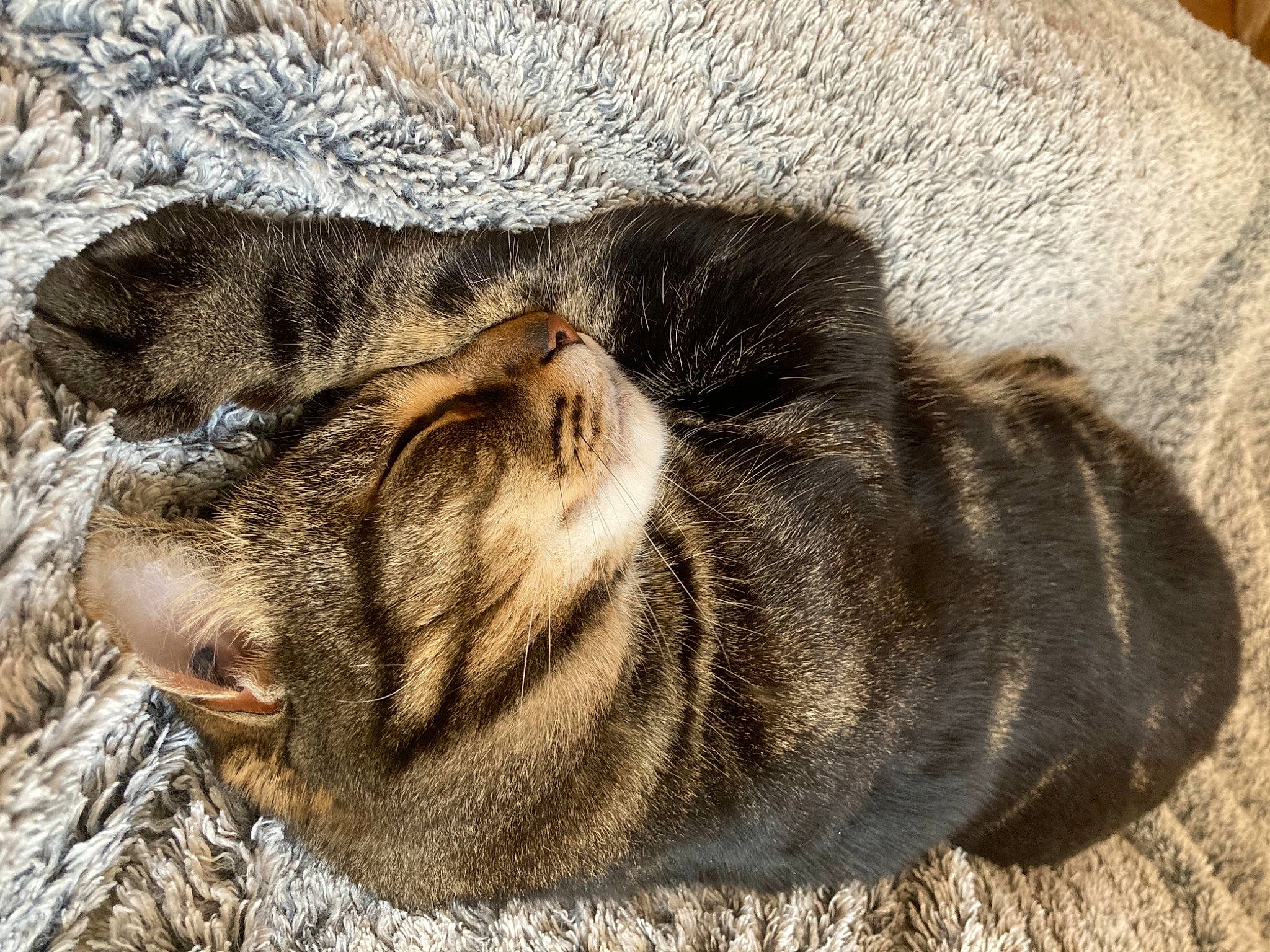 Loupio participe au concours pour gagner de l'argent avec cette photo : canidae, carnivore, cat, claw, comfort, dog_breed, domestic_short_haired_cat, fawn, felidae, fur, grass, paw, small_to_medium_sized_cats, snout, sporting_group, tail, terrestrial_animal, whiskers, wood, wrinkle