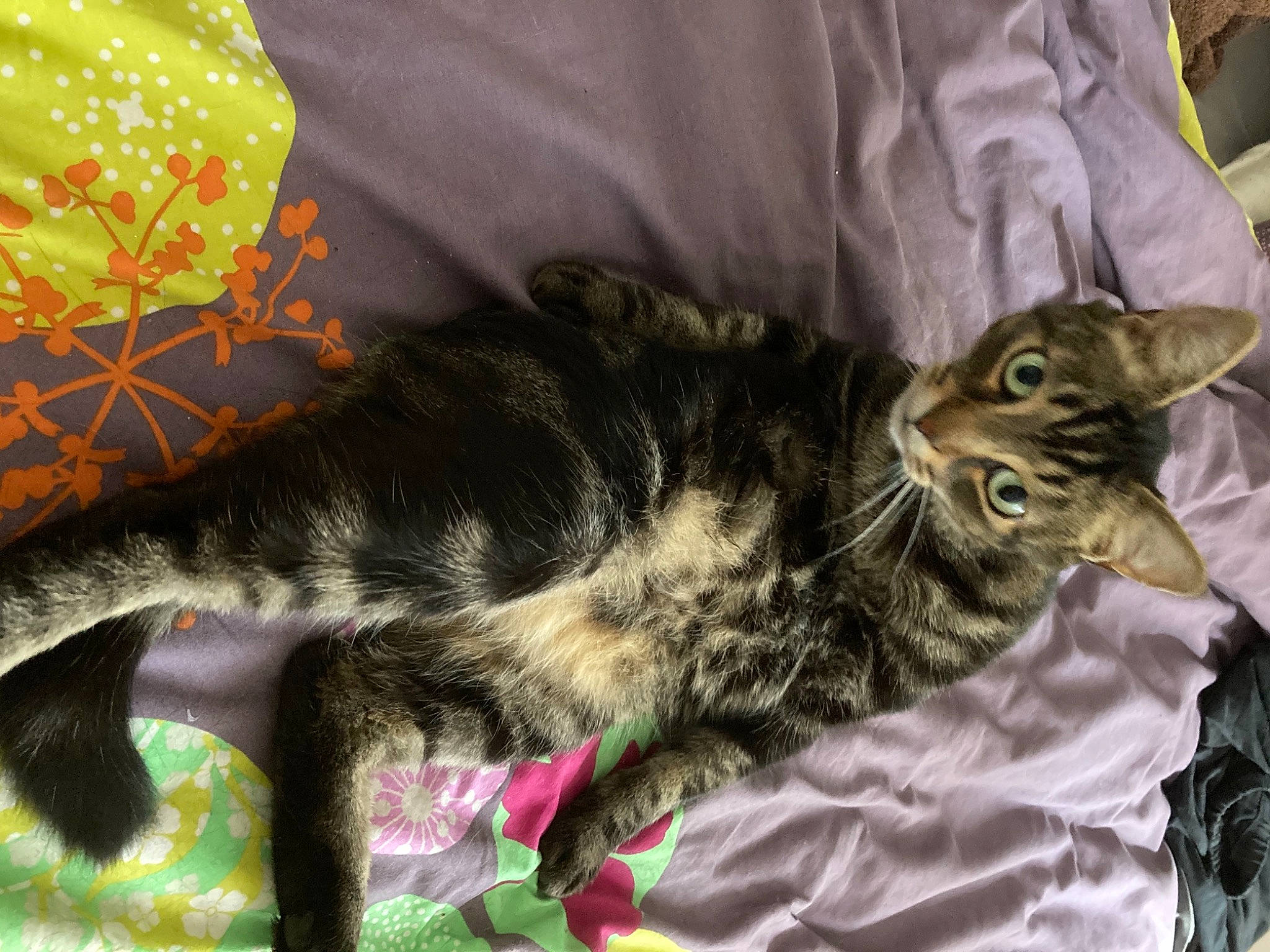 Loupio participe au concours pour gagner de l'argent avec cette photo : carnivore, cat, claw, comfort, domestic_short_haired_cat, felidae, fur, linens, pattern, paw, small_to_medium_sized_cats, tail, whiskers