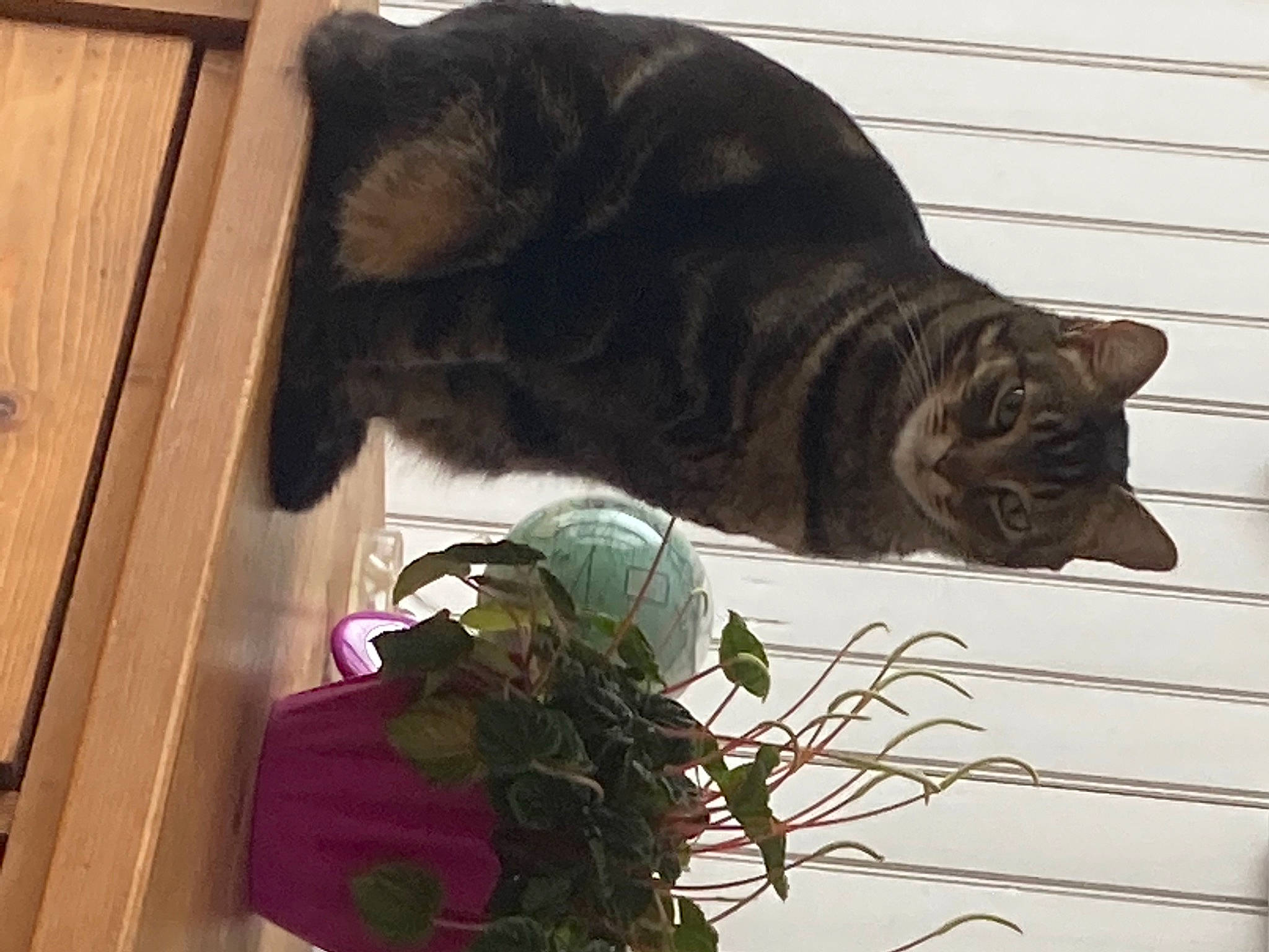 Loupio participe au concours pour gagner de l'argent avec cette photo : black_cat, carnivore, cat, comfort, domestic_short_haired_cat, felidae, fur, grass, hardwood, herb, plant, room, small_to_medium_sized_cats, table, tail, terrestrial_animal, tints_and_shades, whiskers, window, wood