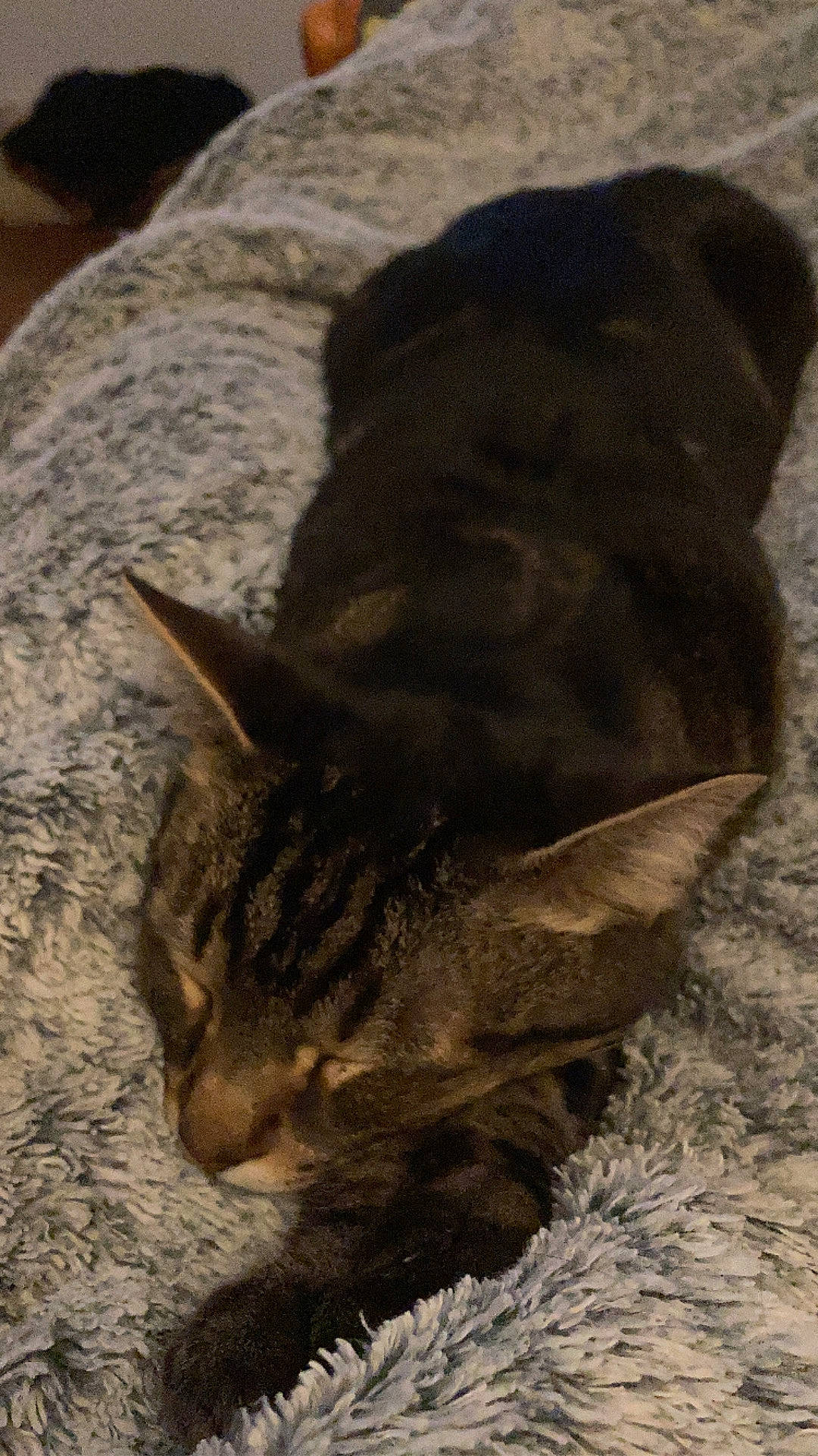 Loupio participe au concours pour gagner de l'argent avec cette photo : carnivore, cat, claw, domestic_short_haired_cat, fawn, felidae, fur, grass, paw, sand, shadow, small_to_medium_sized_cats, snout, soil, tail, terrestrial_animal, whiskers, wildlife, wood