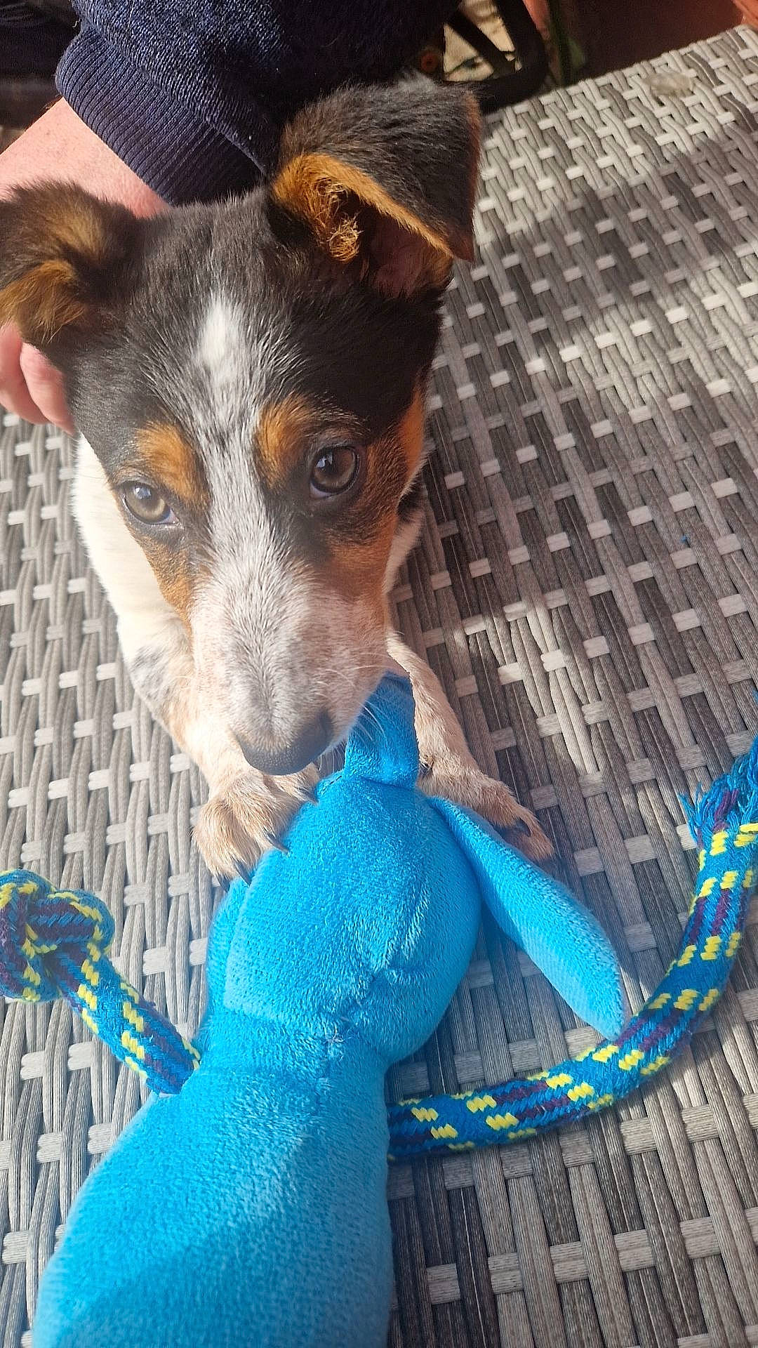 Lucky joined the competition — help win amazing prizes! carnivore, collar, companion_dog, dog, dog_breed, electric_blue, fictional_character, fur, snout, toy_dog, whiskers, working_animal, working_dog