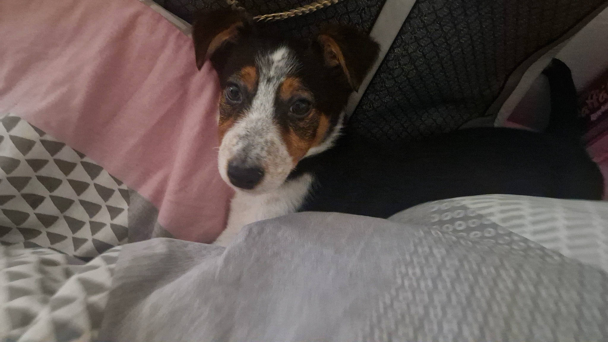 Lucky is registered to the contest to win money with this photo: canidae, carnivore, comfort, companion_dog, couch, dog, dog_breed, fur, linens, paw, snout, sporting_group, terrestrial_animal, terrier, toy_dog, whiskers