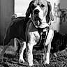 Vénus a rejoint le concours — aidez-le/la à gagner de superbes lots ! dog, beagle, black_and_white, grass, outdoor, pet, animal, portrait, standing, harness, canine, grass_field, daylight, mammal, fur, ears, snout, four_legs, alert, nature
