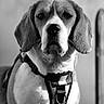 Vénus participe au concours pour gagner de l'argent avec cette photo : dog, beagle, pet, animal, portrait, black_and_white, harness, ears, face, closeup, canine, outdoor, fur, whiskers, expression, looking, muzzle, nostrils, background_blur, droopy_ears