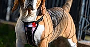 Vénus participe au concours pour gagner de l'argent avec cette photo : dog, beagle, pet, animal, outdoor, grass, fence, shadow, sunlight, standing, canine, brown, white, black, leash, collar, nature, portrait, alert, daylight