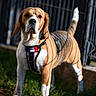 dog, beagle, pet, animal, outdoor, grass, fence, shadow, sunlight, standing, canine, brown, white, black, leash, collar, nature, portrait, alert, daylight
